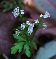 Sanicula petagnioides