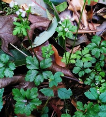 Sanicula petagnioides