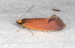 Delexocha ochrocausta