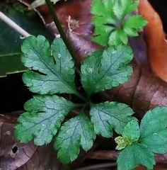 Sanicula petagnioides