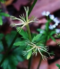 Sanicula petagnioides