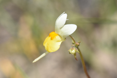 Nemesia ligulata