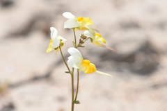 Nemesia ligulata