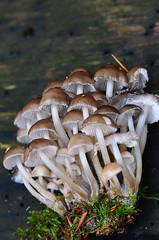 Mycena tintinnabulum