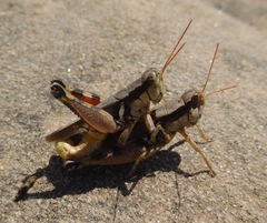 Melanoplus glaucipes