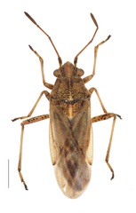 Nysius helveticus