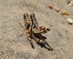 Melanoplus glaucipes