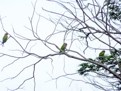 Psittacula alexandri