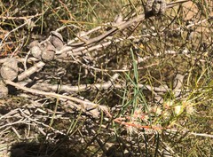 Hakea mitchellii