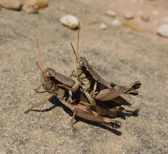 Melanoplus glaucipes