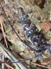 Monochamus titillator