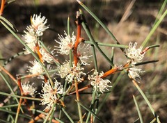 Hakea mitchellii