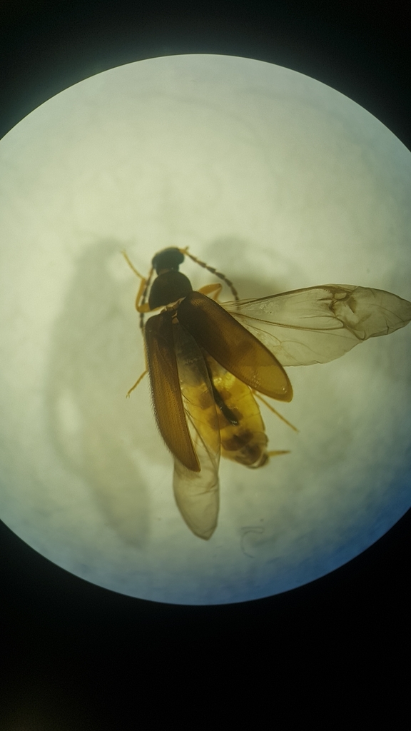 Mycetochara axillaris