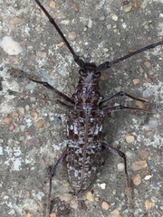 Monochamus titillator