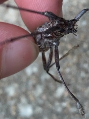 Monochamus titillator