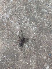 Monochamus titillator