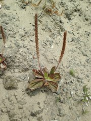 Plantago subnuda
