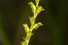 Microtis oblonga