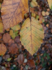 Fagus sylvatica
