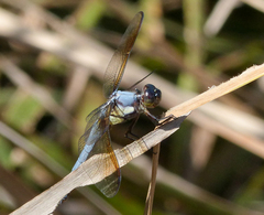 Libellula flavida
