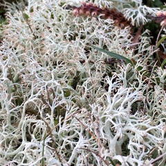 Cladonia ciliata