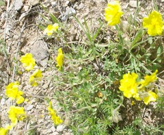 Helianthemum