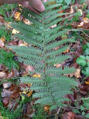 Dryopteris filix-mas