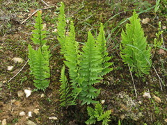 Myriopteris allosuroides