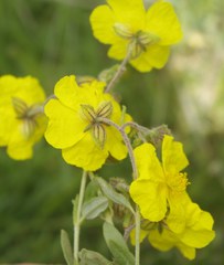 Helianthemum