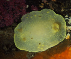 Cadlina laevis