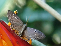 Eurybia molochina