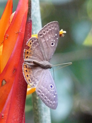 Eurybia molochina
