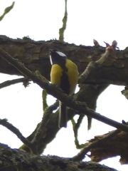 Parus major