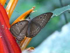 Eurybia molochina