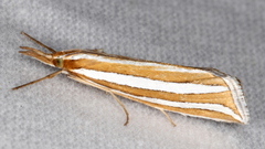 Hednota bivittella