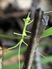 Phasmatinae