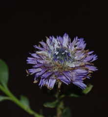Globularia alypum