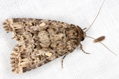Spodoptera umbraculata