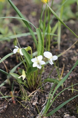 Viola patrinii