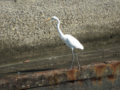 Ardea alba
