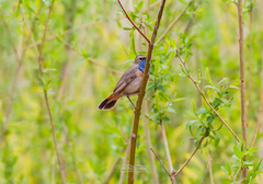 Luscinia svecica