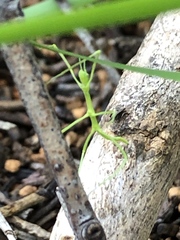 Phasmatinae