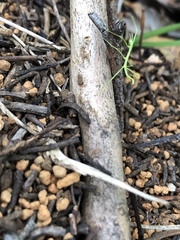 Phasmatinae