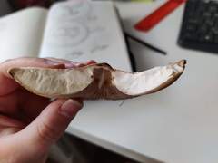 Macrolepiota excoriata