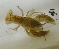 Cambarus maculatus