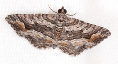 Chrysolarentia plesia