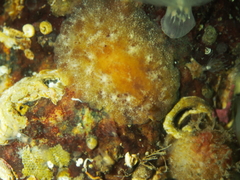 Geitodoris planata