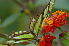 Philaethria wernickei