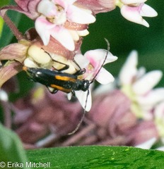 Strangalepta abbreviata