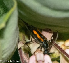 Strangalepta abbreviata